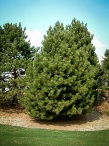 Сосна Чёрная (Pinus Nigra) купить по цене от 270.00р. в интернет-магазине «Посадика» с доставкой почтой в в Амурске и по всей России – [изображение №1].