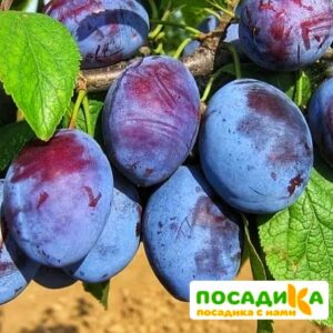 Слива Чачакская ранняя купить по цене от 229.00р. в интернет-магазине «Посадика» с доставкой почтой в в Амурске и по всей России – [изображение №1].