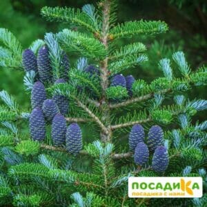 Пихта корейская (Abies koreana) купить по цене от 450.00р. в интернет-магазине «Посадика» с доставкой почтой в в Амурске и по всей России – [изображение №1].