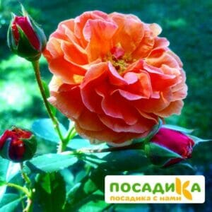 Роза Арабия купить по цене от 350.00р. в интернет-магазине «Посадика» с доставкой почтой в в Амурске и по всей России – [изображение №1].