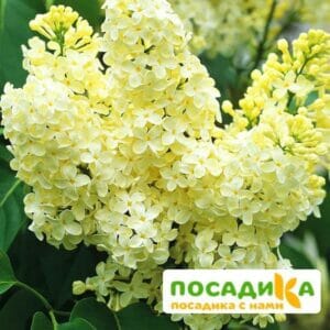 Сирень Примроуз (Primrose) купить по цене от 529.00р. в интернет-магазине «Посадика» с доставкой почтой в в Амурске и по всей России – [изображение №1].