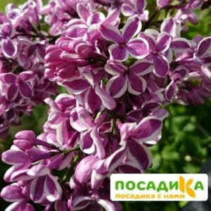 Сирень Сенсация купить по цене от 529.00р. в интернет-магазине «Посадика» с доставкой почтой в в Амурске и по всей России – [изображение №1].