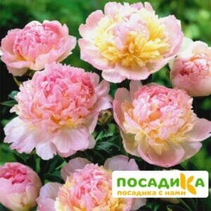 Пион Распберри Сандей (Paeonia Raspberry Sundae) купить по цене от 959р. в интернет-магазине «Посадика» с доставкой почтой в в Амурске и по всей России – [изображение №1].