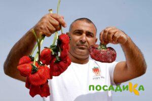 Клубника Гигант Джорнея купить по цене от 266р. в интернет-магазине «Посадика» с доставкой почтой в в Амурске и по всей России – [изображение №1].