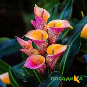 Калла Оникс купить по цене от 450р. в интернет-магазине «Посадика» с доставкой почтой в в Амурске и по всей России – [изображение №1].