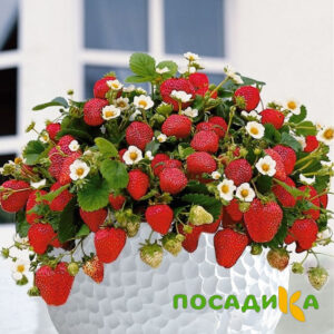 Клубника Рубиновый Шепот (горшечная) купить по цене от 240р. в интернет-магазине «Посадика» с доставкой почтой в в Амурске и по всей России – [изображение №1].