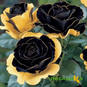 Роза Ханни Сикл купить по цене от 700р. в интернет-магазине «Посадика» с доставкой почтой в в Амурске и по всей России – [изображение №1].