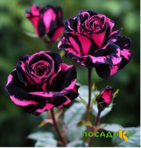Роза Багровый Шепот купить по цене от 366р. в интернет-магазине «Посадика» с доставкой почтой в в Амурске и по всей России – [изображение №1].