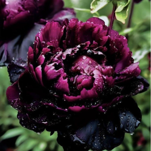 Пион Темный Сад купить по цене от 421р. в интернет-магазине «Посадика» с доставкой почтой в в Амурске и по всей России – [изображение №1].