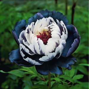 Пион Древовидный Инь-Янь купить по цене от 419р. в интернет-магазине «Посадика» с доставкой почтой в в Амурске и по всей России – [изображение №1].