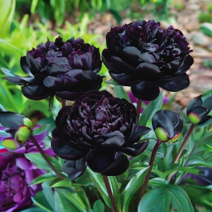 Пион Королевский Бархат купить по цене от 419р. в интернет-магазине «Посадика» с доставкой почтой в в Амурске и по всей России – [изображение №1].