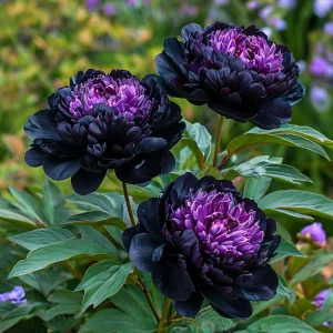 Пион Свэнс Даун купить по цене от 610р. в интернет-магазине «Посадика» с доставкой почтой в в Амурске и по всей России – [изображение №1].