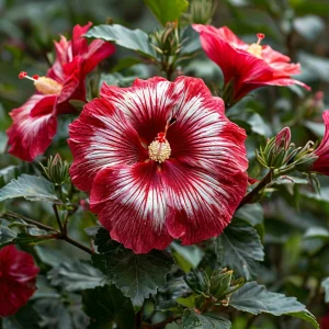 Гибискус Пурпл Мистик купить по цене от 360р. в интернет-магазине «Посадика» с доставкой почтой в в Амурске и по всей России – [изображение №1].